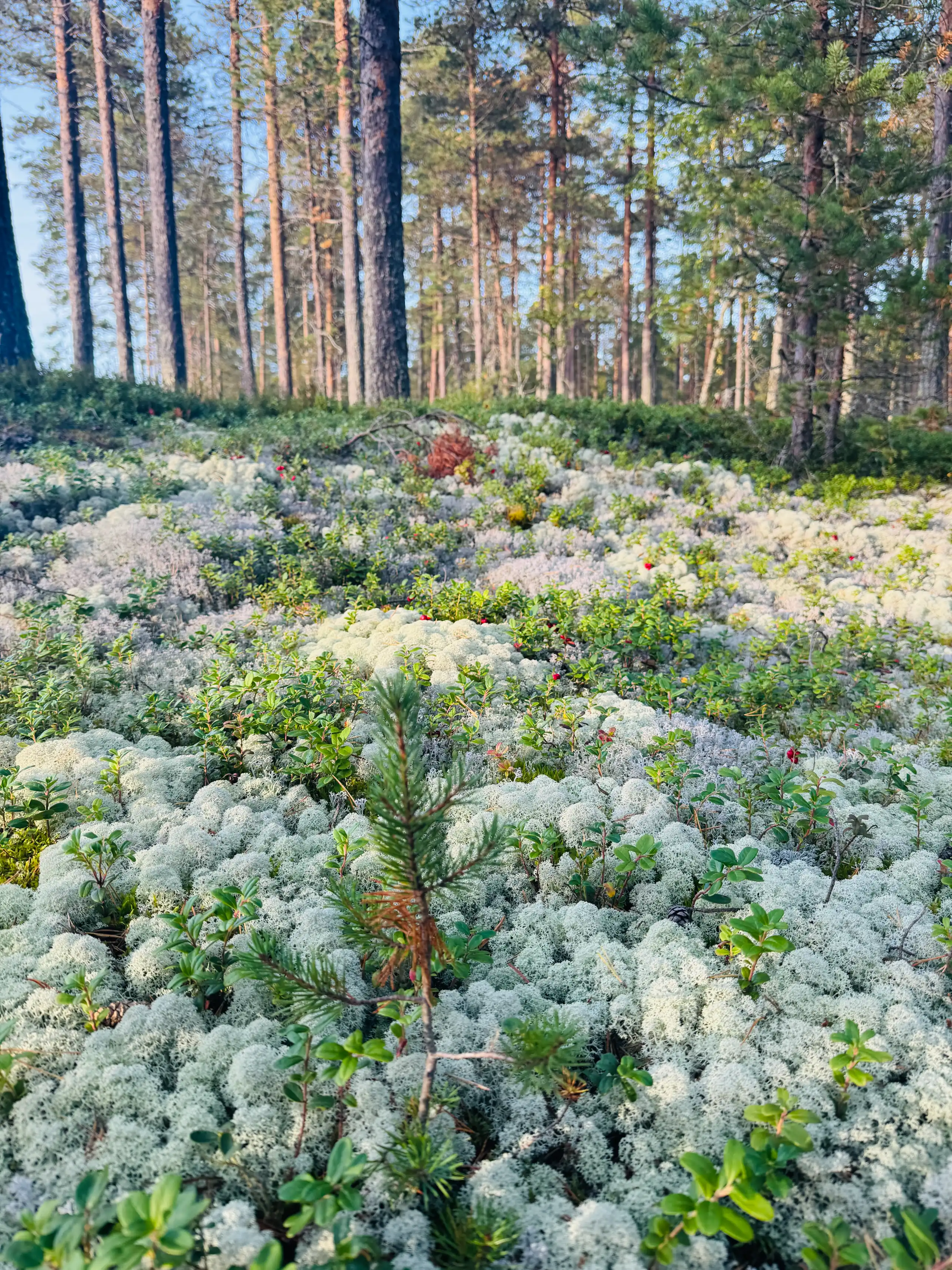 Cycling to Hailuoto 2